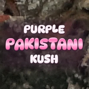 Purple Pakistani Kush Cannabis Strain