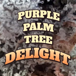 Purple Palm Tree Delight Cannabis Strain