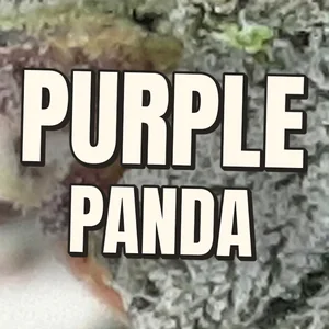 Purple Panda Cannabis Strain