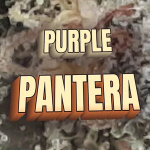 Purple Pantera Cannabis Strain