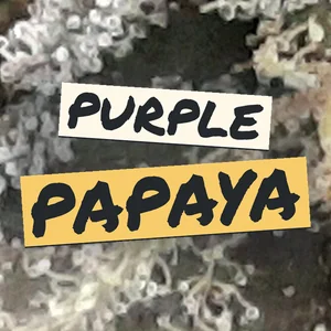 Purple Papaya Cannabis Strain