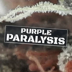 Purple Paralysis Cannabis Strain