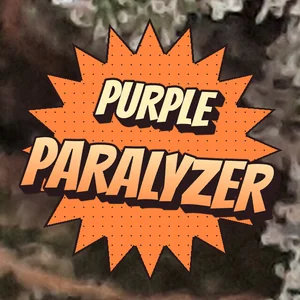 Purple Paralyzer Cannabis Strain