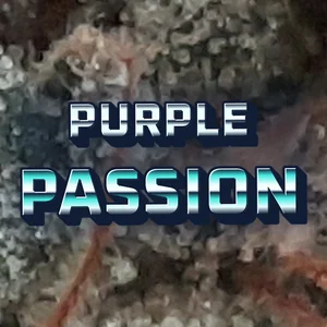 Purple Passion Cannabis Strain