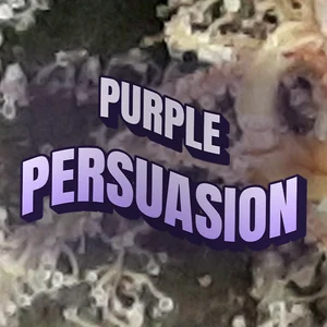 Purple Persuasion Cannabis Strain
