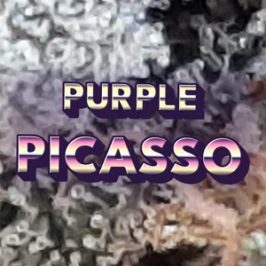 Purple Picasso Cannabis Strain