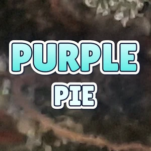 Purple Pie Cannabis Strain