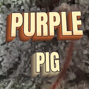 Purple Pig Cannabis Strain