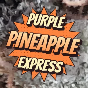 Purple Pineapple Express Cannabis Strain