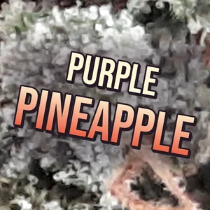 Purple Pineapple Cannabis Strain