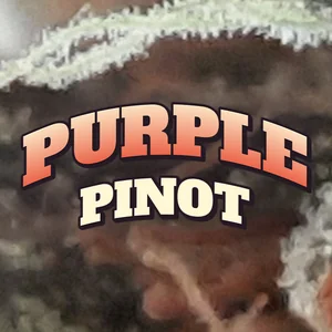 Purple Pinot Cannabis Strain