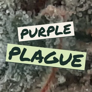 Purple Plague Cannabis Strain