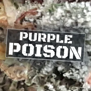 Purple Poison Cannabis Strain