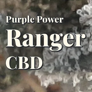 Purple Power Ranger CBD Cannabis Strain