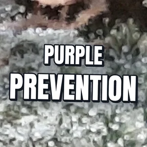 Purple Prevention Cannabis Strain