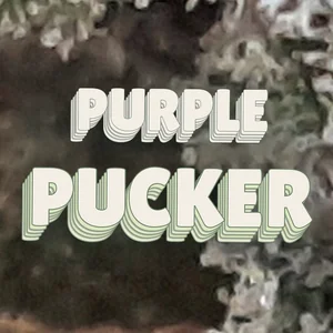 Purple Pucker Cannabis Strain