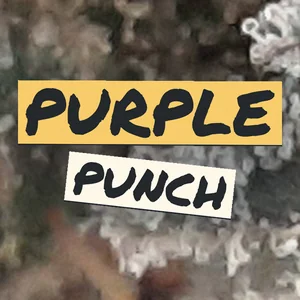 Purple Punch Cannabis Strain