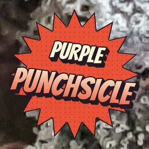 Purple Punchsicle Cannabis Strain