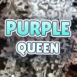Purple Queen Cannabis Strain
