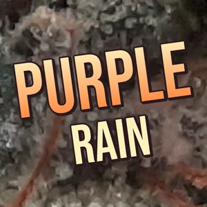 Purple Rain Cannabis Strain
