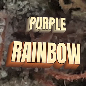 Purple Rainbow Cannabis Strain