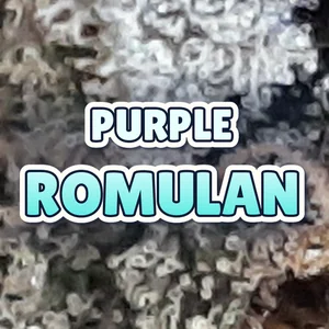 Purple Romulan Cannabis Strain