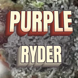 Purple Ryder Cannabis Strain