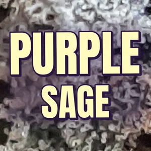 Purple Sage Cannabis Strain