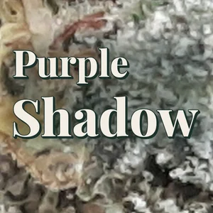 Purple Shadow Cannabis Strain