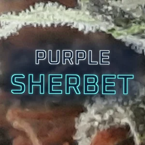 Purple Sherbet Cannabis Strain