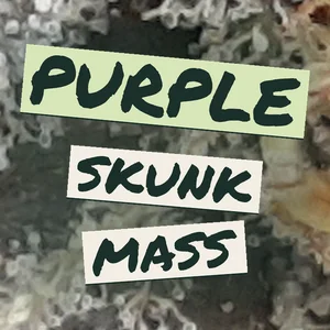 Purple Skunk Mass Cannabis Strain