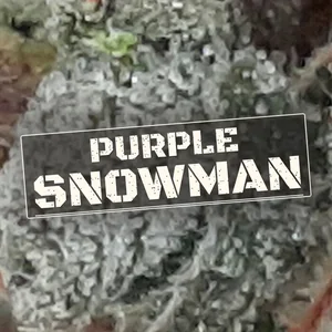 Purple Snowman Cannabis Strain