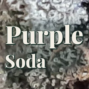 Purple Soda Cannabis Strain