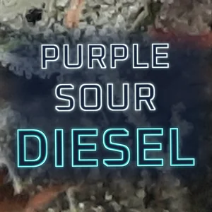 Purple Sour Diesel Cannabis Strain