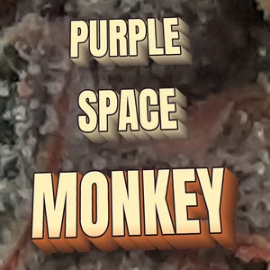 Purple Space Monkey Cannabis Strain