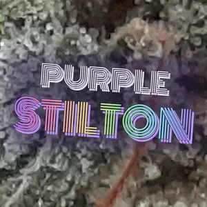 Purple Stilton Cannabis Strain