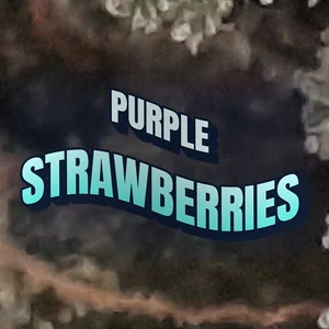 Purple Strawberries Cannabis Strain