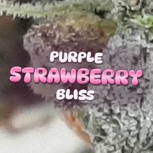 Purple Strawberry Bliss Cannabis Strain