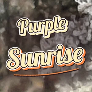 Purple Sunrise Cannabis Strain