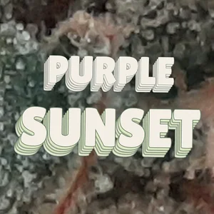 Purple Sunset Cannabis Strain