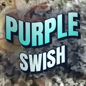 Purple Swish Cannabis Strain