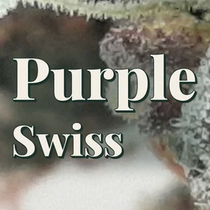 Purple Swiss Cannabis Strain