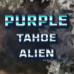 Purple Tahoe Alien Cannabis Strain
