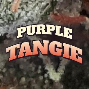 Purple Tangie Cannabis Strain