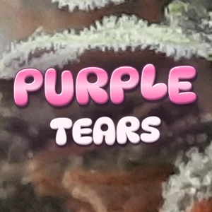 Purple Tears Cannabis Strain