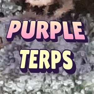 Purple Terps Cannabis Strain