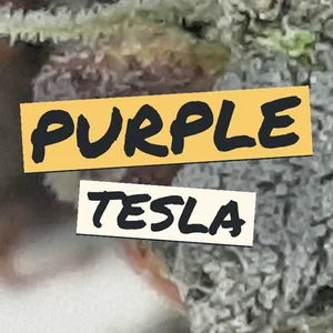 Purple Tesla Cannabis Strain