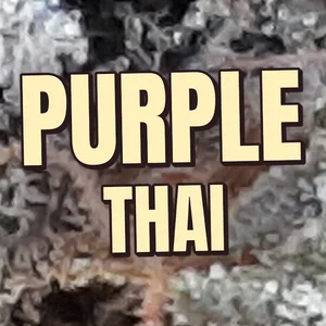 Purple Thai Cannabis Strain