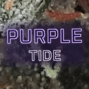 Purple Tide Cannabis Strain