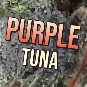 Purple Tuna Cannabis Strain